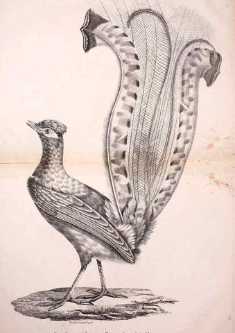 Reproducción/Reproduction 6001966543: La galerie des oiseaux Paris :Carpentier-Méricourt,1834