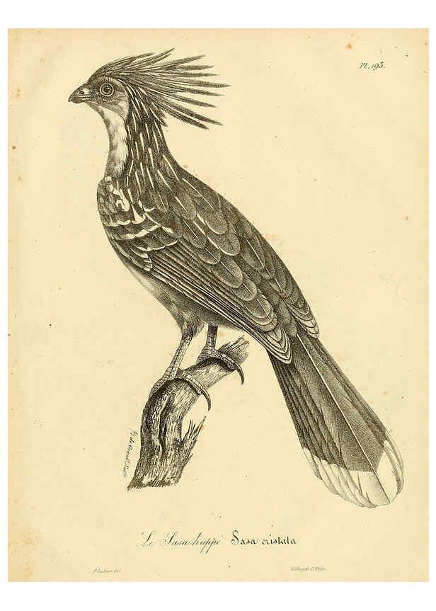 Reproducción/Reproduction 6002514516: La galerie des oiseaux Paris :Carpentier-Méricourt,1834