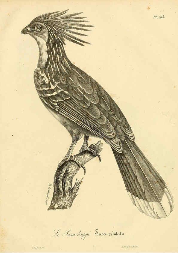 Reproducción/Reproduction 6002514516: La galerie des oiseaux Paris :Carpentier-Méricourt,1834