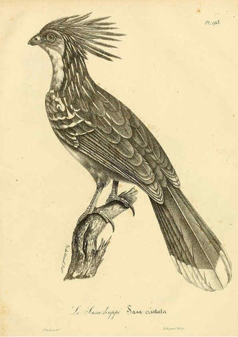 Reproducción/Reproduction 6002514516: La galerie des oiseaux Paris :Carpentier-Méricourt,1834