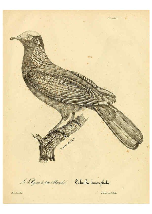 Reproducción/Reproduction 6002514828: La galerie des oiseaux Paris :Carpentier-Méricourt,1834