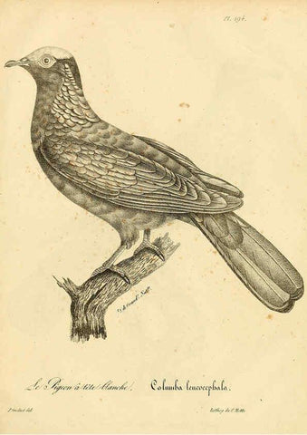 Reproducción/Reproduction 6002514828: La galerie des oiseaux Paris :Carpentier-Méricourt,1834