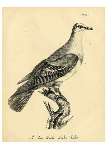 Reproducción/Reproduction 6002515110: La galerie des oiseaux Paris :Carpentier-Méricourt,1834
