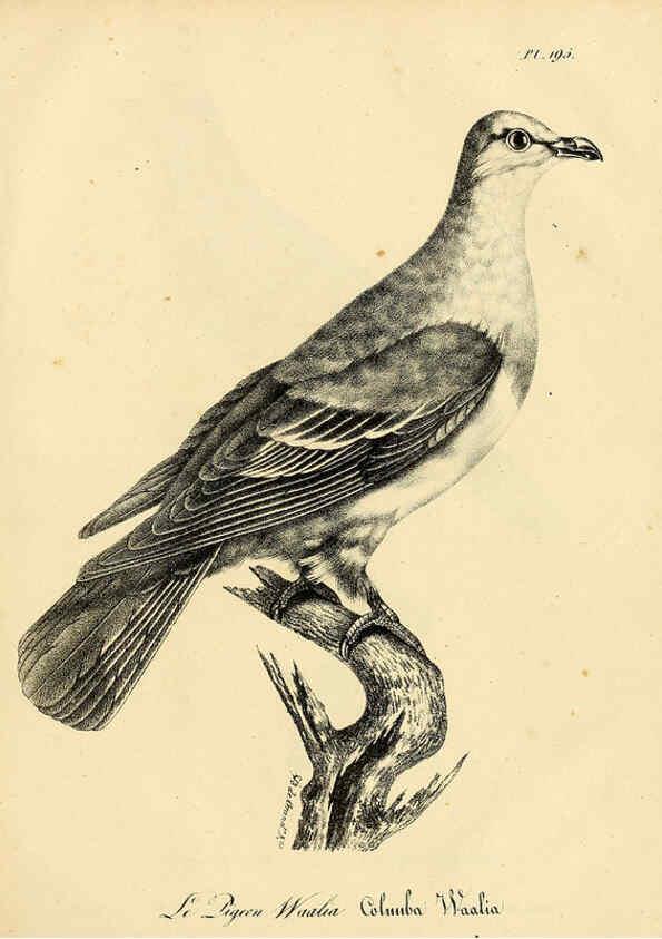 Reproducción/Reproduction 6002515110: La galerie des oiseaux Paris :Carpentier-Méricourt,1834