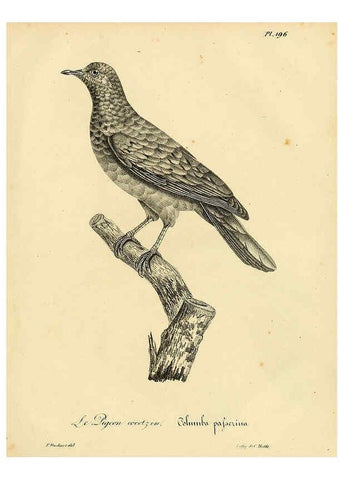 Reproducción/Reproduction 6001967929: La galerie des oiseaux Paris :Carpentier-Méricourt,1834