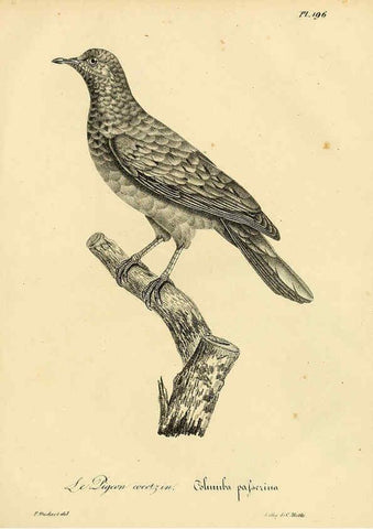 Reproducción/Reproduction 6001967929: La galerie des oiseaux Paris :Carpentier-Méricourt,1834