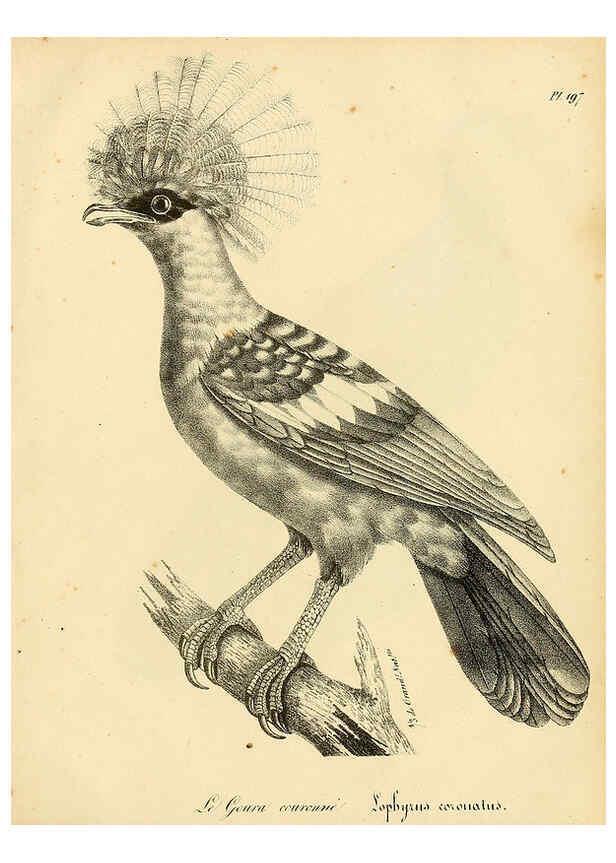 Reproducción/Reproduction 6001968291: La galerie des oiseaux Paris :Carpentier-Méricourt,1834
