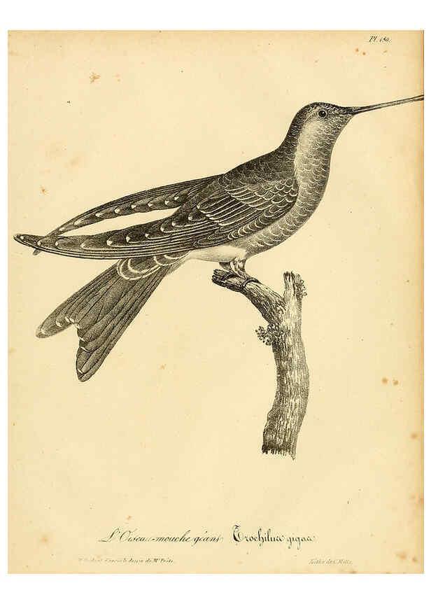 Reproducción/Reproduction 6001962569: La galerie des oiseaux Paris :Carpentier-Méricourt,1834