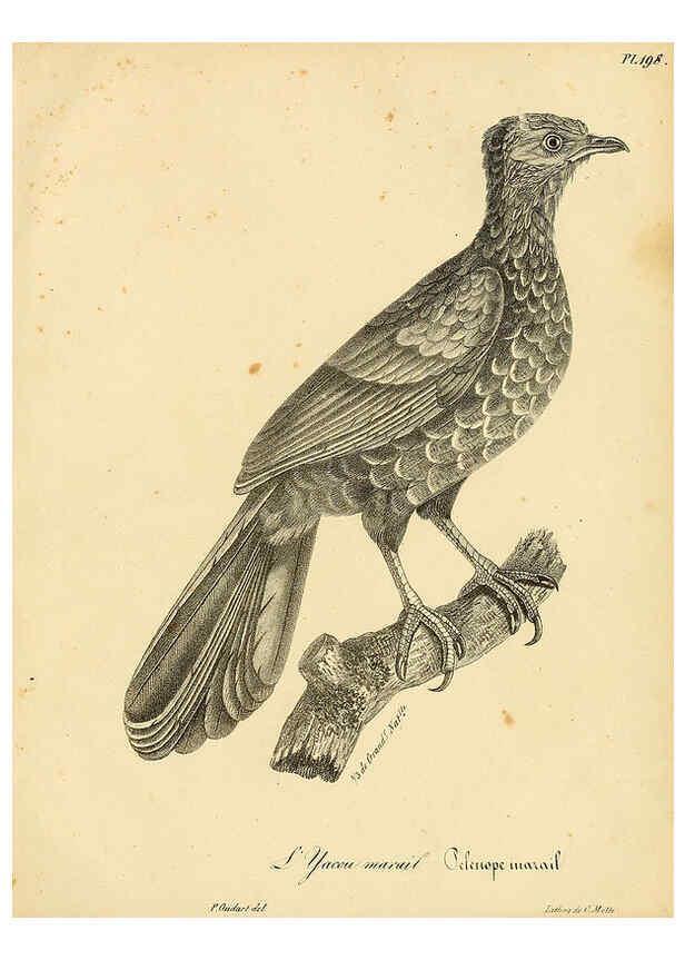 Reproducción/Reproduction 6001968641: La galerie des oiseaux Paris :Carpentier-Méricourt,1834