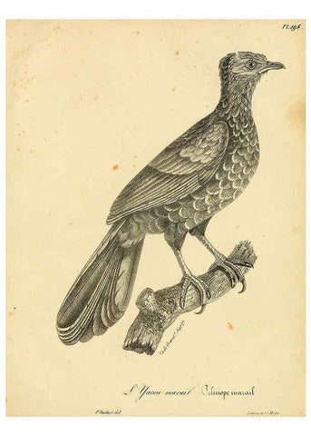 Reproducción/Reproduction 6001968641: La galerie des oiseaux Paris :Carpentier-Méricourt,1834
