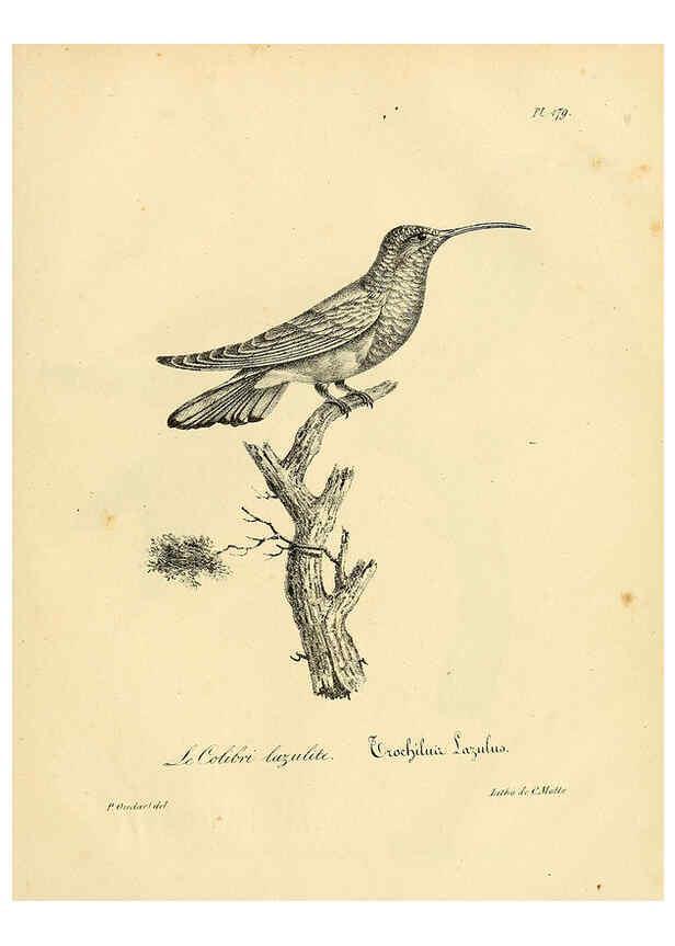 Reproducción/Reproduction 6002509962: La galerie des oiseaux Paris :Carpentier-Méricourt,1834