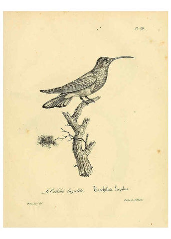 Reproducción/Reproduction 6002509962: La galerie des oiseaux Paris :Carpentier-Méricourt,1834