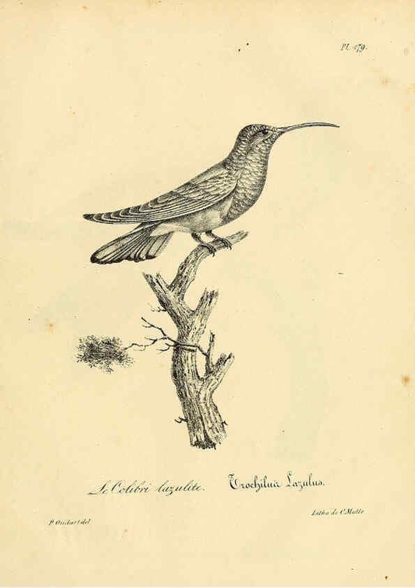 Reproducción/Reproduction 6002509962: La galerie des oiseaux Paris :Carpentier-Méricourt,1834
