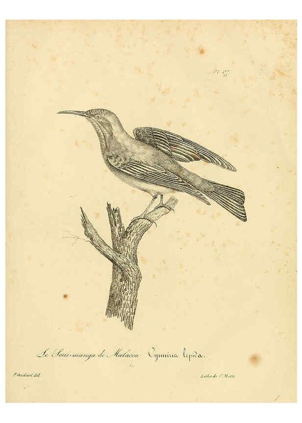 Reproducción/Reproduction 6001961771: La galerie des oiseaux Paris :Carpentier-Méricourt,1834