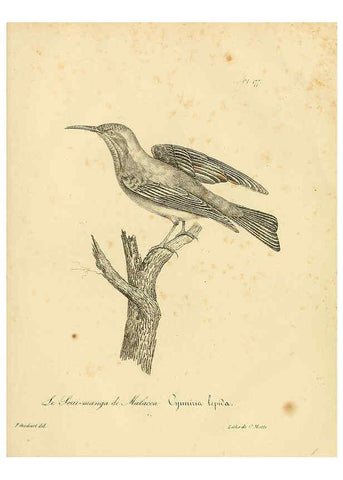 Reproducción/Reproduction 6001961771: La galerie des oiseaux Paris :Carpentier-Méricourt,1834
