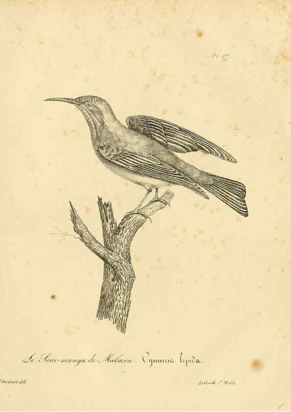 Reproducción/Reproduction 6001961771: La galerie des oiseaux Paris :Carpentier-Méricourt,1834