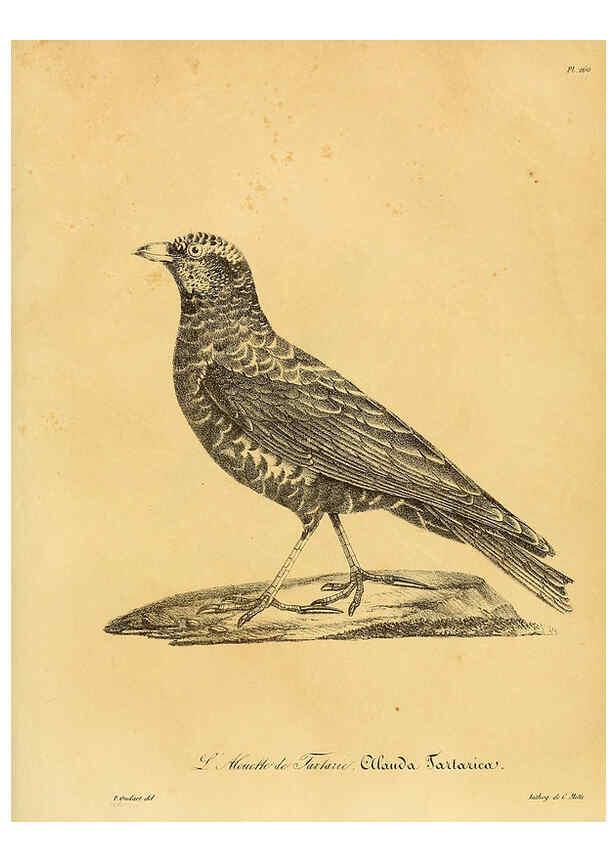 Reproducción/Reproduction 6001956395: La galerie des oiseaux Paris :Carpentier-Méricourt,1834