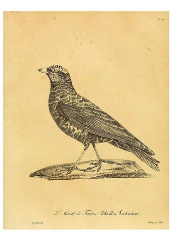 Reproducción/Reproduction 6001956395: La galerie des oiseaux Paris :Carpentier-Méricourt,1834