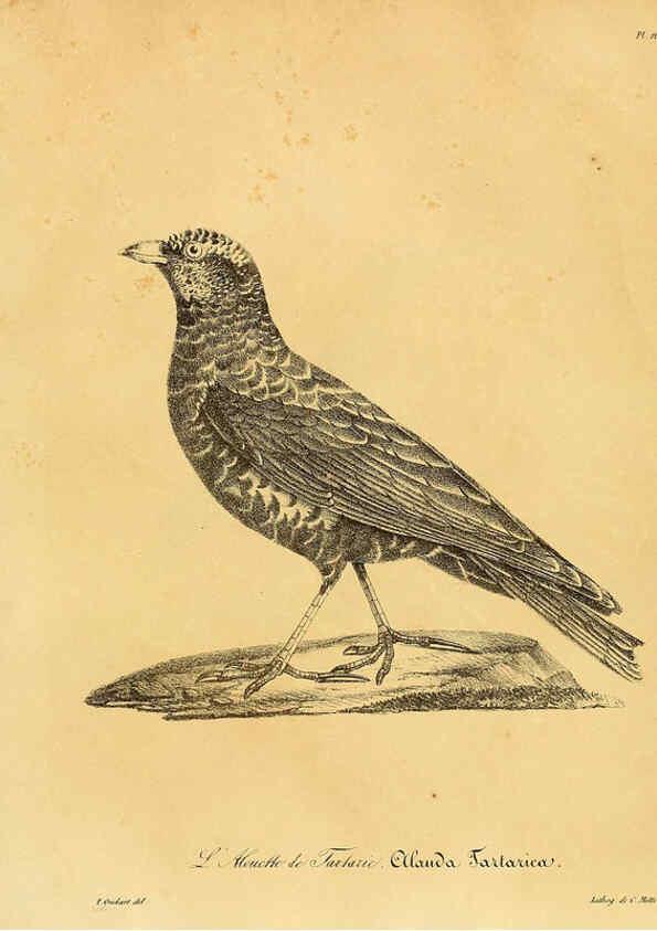 Reproducción/Reproduction 6001956395: La galerie des oiseaux Paris :Carpentier-Méricourt,1834