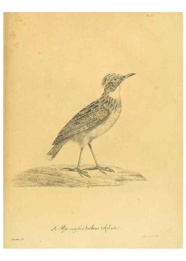 Reproducción/Reproduction 6001956791: La galerie des oiseaux Paris :Carpentier-Méricourt,1834