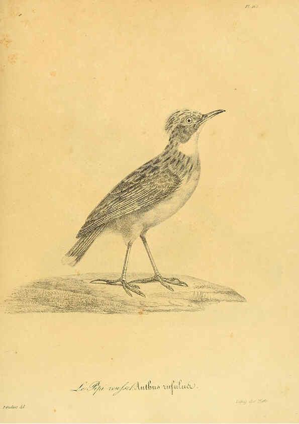 Reproducción/Reproduction 6001956791: La galerie des oiseaux Paris :Carpentier-Méricourt,1834