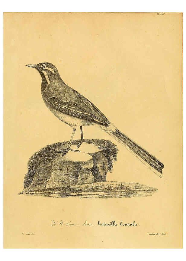 Reproducción/Reproduction 6002504714: La galerie des oiseaux Paris :Carpentier-Méricourt,1834