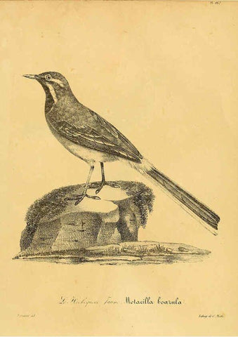 Reproducción/Reproduction 6002504714: La galerie des oiseaux Paris :Carpentier-Méricourt,1834