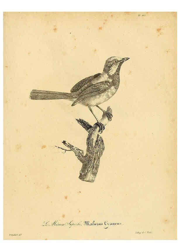 Reproducción/Reproduction 6001957455: La galerie des oiseaux Paris :Carpentier-Méricourt,1834