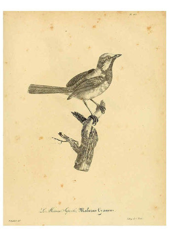 Reproducción/Reproduction 6001957455: La galerie des oiseaux Paris :Carpentier-Méricourt,1834