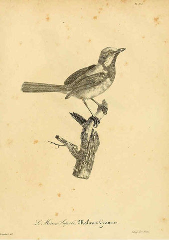 Reproducción/Reproduction 6001957455: La galerie des oiseaux Paris :Carpentier-Méricourt,1834
