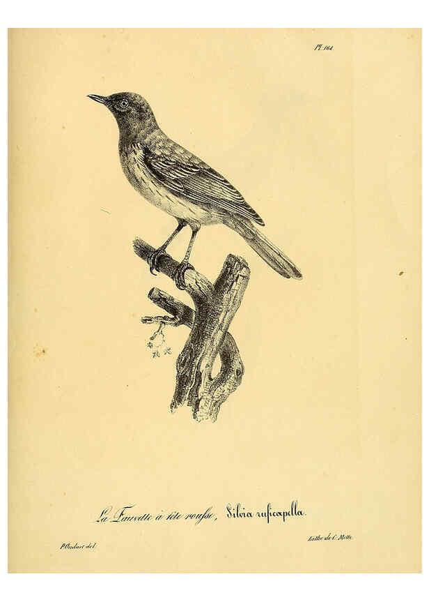 Reproducción/Reproduction 6002505386: La galerie des oiseaux Paris :Carpentier-Méricourt,1834