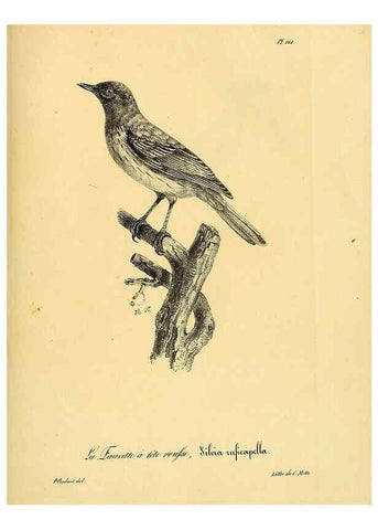 Reproducción/Reproduction 6002505386: La galerie des oiseaux Paris :Carpentier-Méricourt,1834