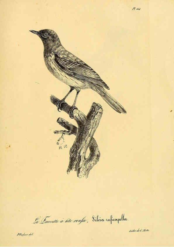 Reproducción/Reproduction 6002505386: La galerie des oiseaux Paris :Carpentier-Méricourt,1834