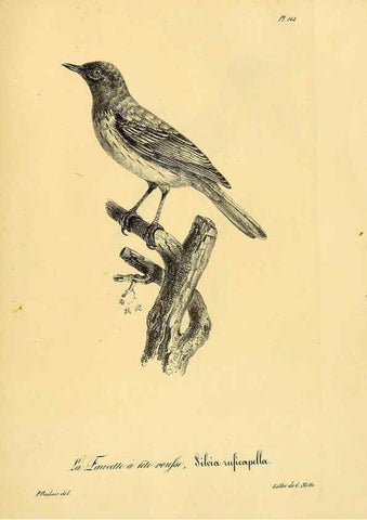 Reproducción/Reproduction 6002505386: La galerie des oiseaux Paris :Carpentier-Méricourt,1834