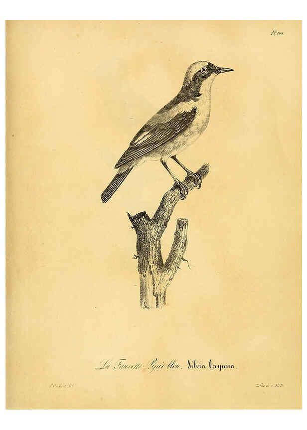 Reproducción/Reproduction 6001958163: La galerie des oiseaux Paris :Carpentier-Méricourt,1834