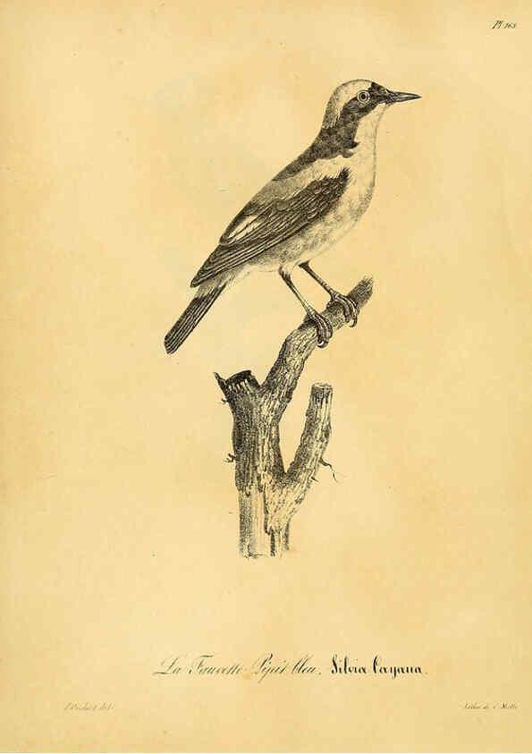 Reproducción/Reproduction 6001958163: La galerie des oiseaux Paris :Carpentier-Méricourt,1834