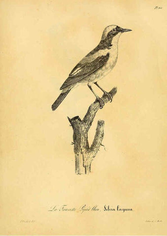 Reproducción/Reproduction 6001958163: La galerie des oiseaux Paris :Carpentier-Méricourt,1834