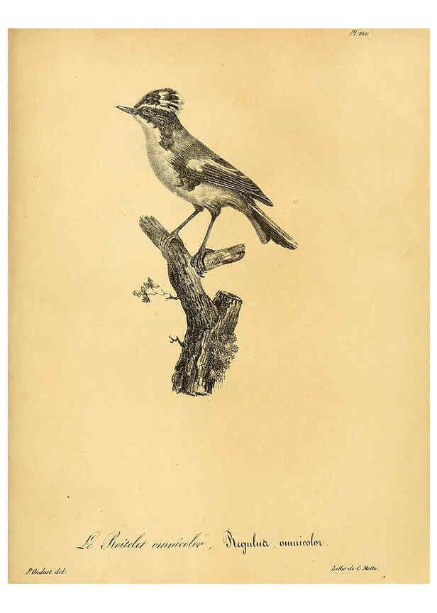 Reproducción/Reproduction 6002505952: La galerie des oiseaux Paris :Carpentier-Méricourt,1834