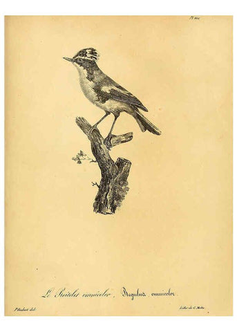Reproducción/Reproduction 6002505952: La galerie des oiseaux Paris :Carpentier-Méricourt,1834