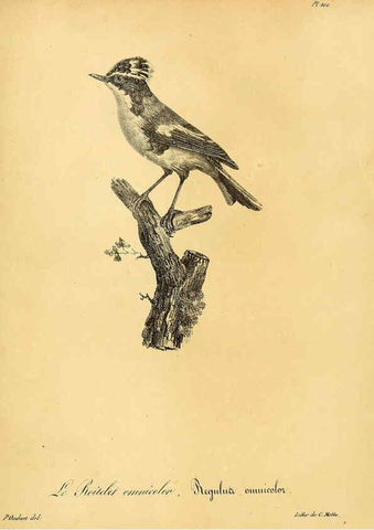 Reproducción/Reproduction 6002505952: La galerie des oiseaux Paris :Carpentier-Méricourt,1834