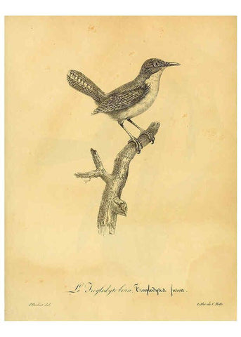 Reproducción/Reproduction 6002506272: La galerie des oiseaux Paris :Carpentier-Méricourt,1834