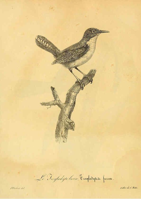 Reproducción/Reproduction 6002506272: La galerie des oiseaux Paris :Carpentier-Méricourt,1834