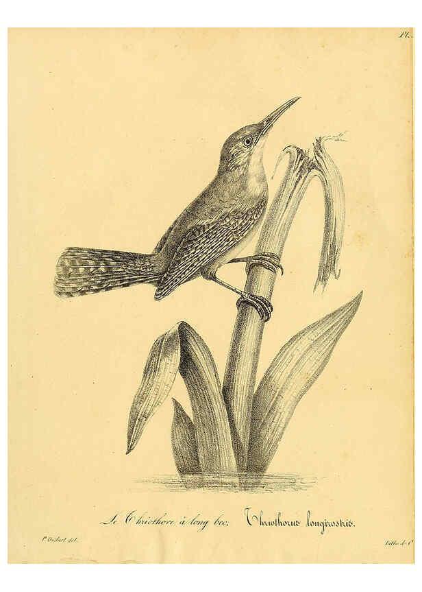 Reproducción/Reproduction 6001959063: La galerie des oiseaux Paris :Carpentier-Méricourt,1834