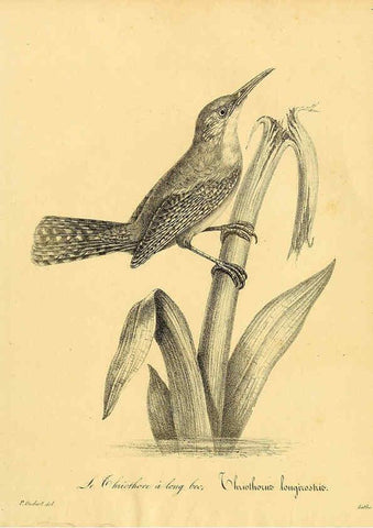 Reproducción/Reproduction 6001959063: La galerie des oiseaux Paris :Carpentier-Méricourt,1834