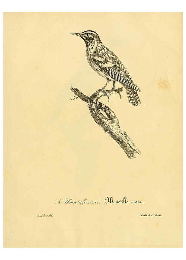 Reproducción/Reproduction 6001959381: La galerie des oiseaux Paris :Carpentier-Méricourt,1834