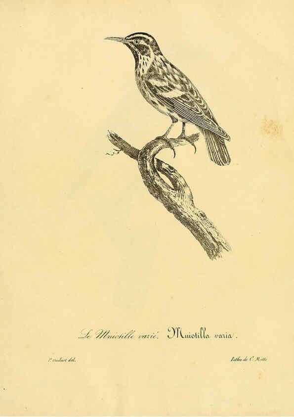Reproducción/Reproduction 6001959381: La galerie des oiseaux Paris :Carpentier-Méricourt,1834