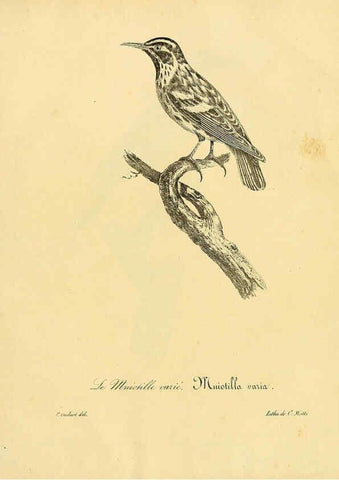 Reproducción/Reproduction 6001959381: La galerie des oiseaux Paris :Carpentier-Méricourt,1834