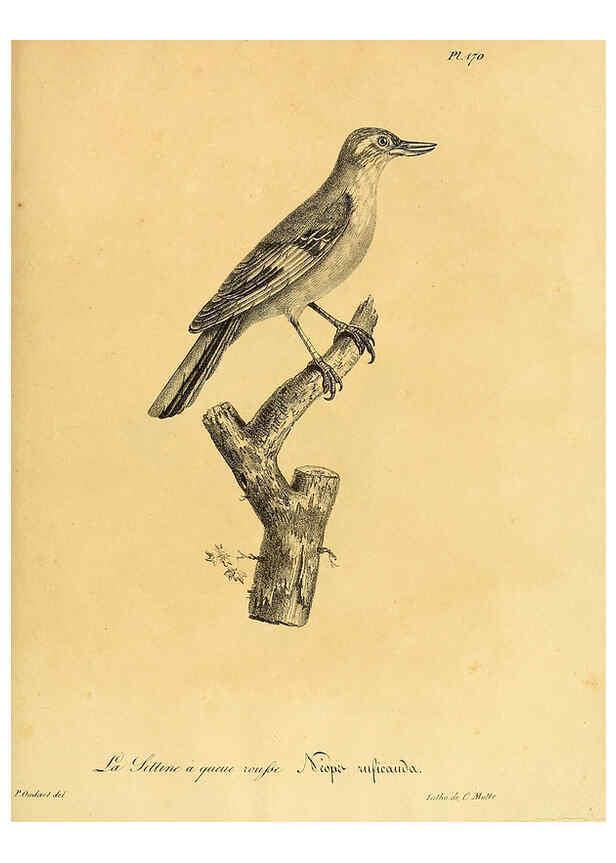 Reproducción/Reproduction 6002507284: La galerie des oiseaux Paris :Carpentier-Méricourt,1834