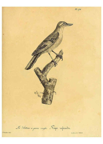 Reproducción/Reproduction 6002507284: La galerie des oiseaux Paris :Carpentier-Méricourt,1834