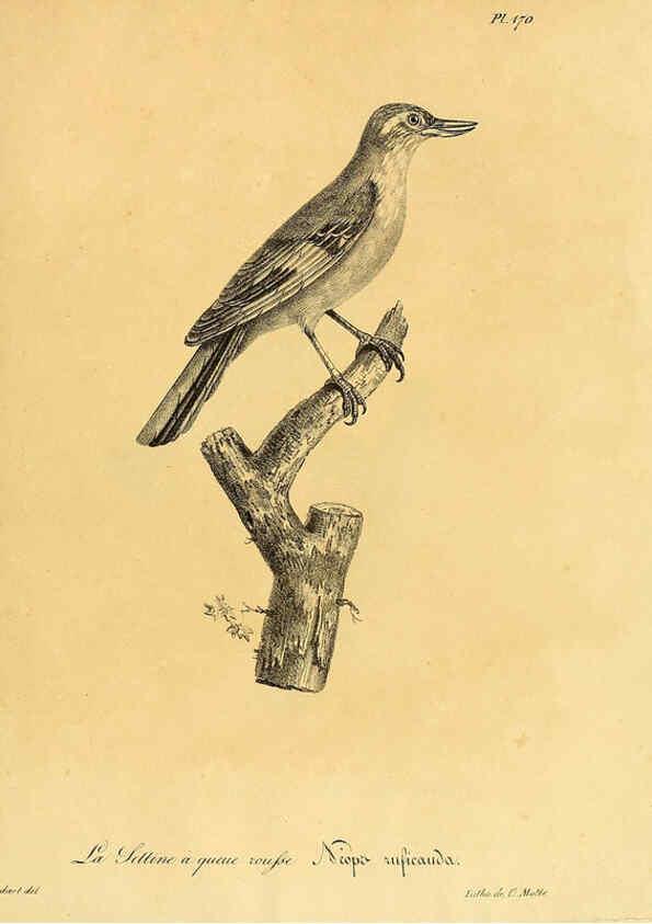 Reproducción/Reproduction 6002507284: La galerie des oiseaux Paris :Carpentier-Méricourt,1834